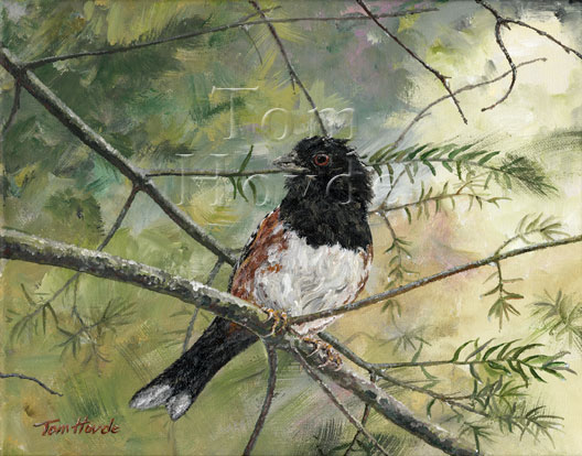 Towhee Bird